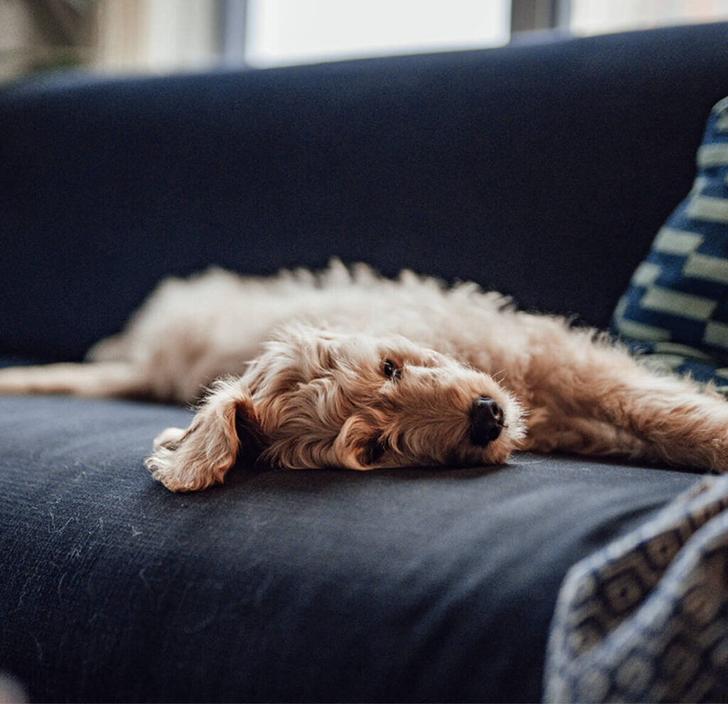 Pet Care by Acquaint in Toorak Village