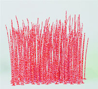 Bush Bush 3 - Vera Moller 2003