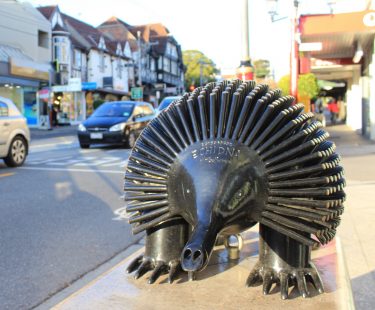 Echidna - Moz Moresi