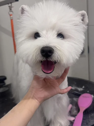 Gogo Stop Dog Grooming Toorak