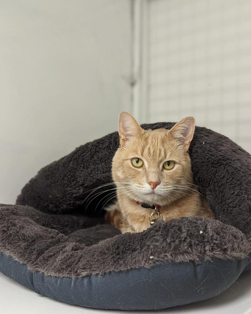 Village Vet Toorak