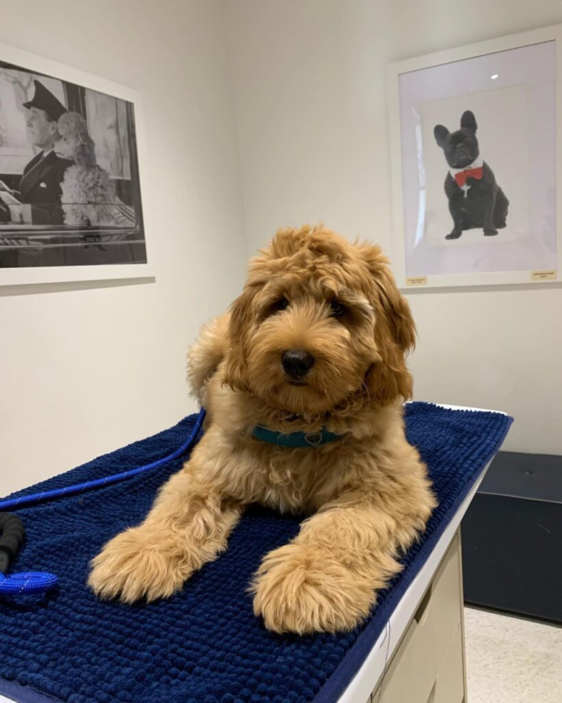 Village Vet Toorak
